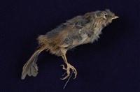 藏品(灰頭花翼畫眉)的圖片